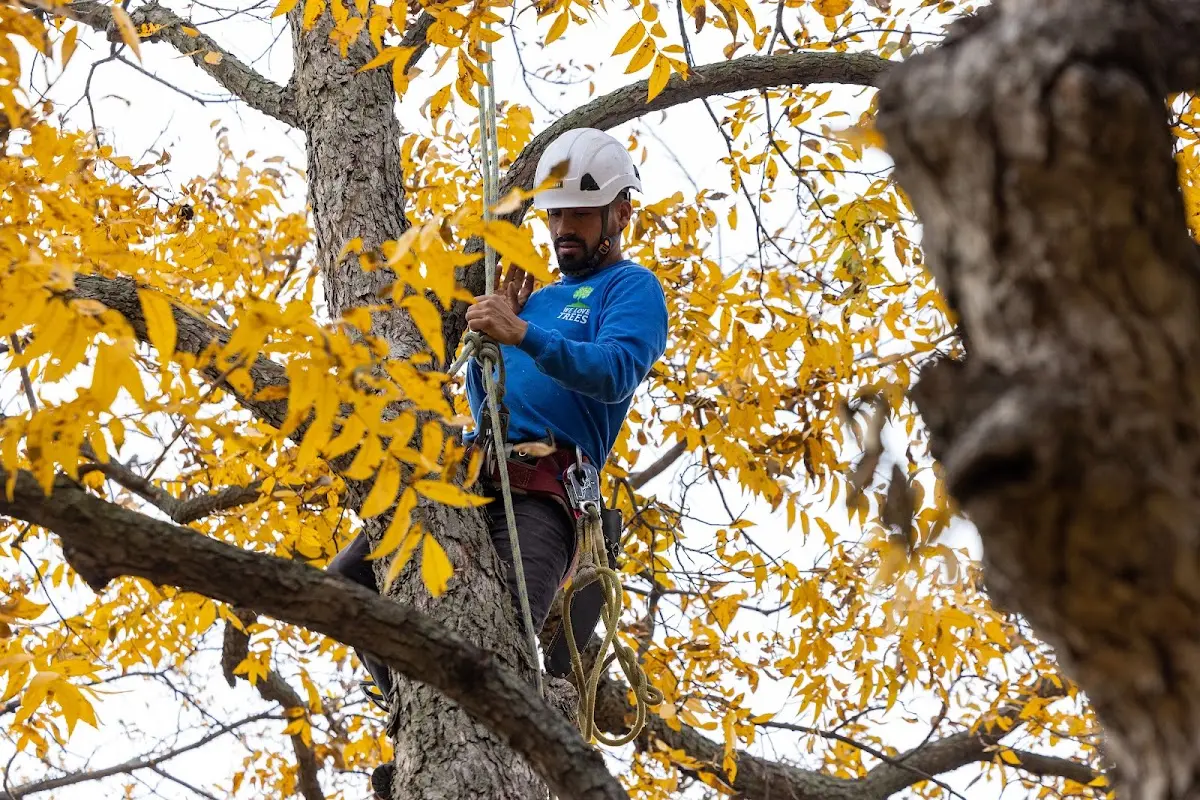 Skilled Tree Transplanting crew working in Walker