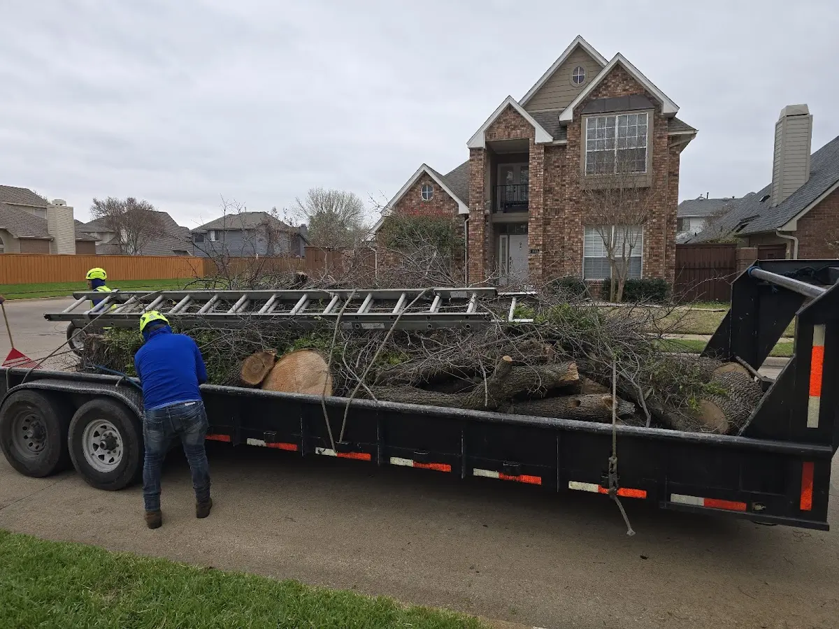 Expert Tree Removal with proper safety equipment in Walker